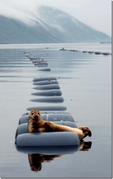 funny-animals-cute-11