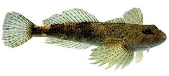 [Cottus%2520hispaniolensis%255B3%255D.jpg]