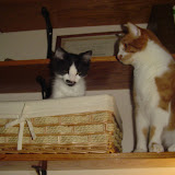 Charlie is in Tinks basket.