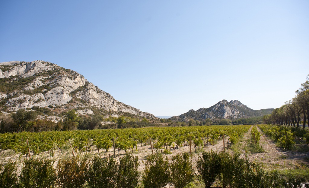 [vineyard%255B3%255D.jpg]