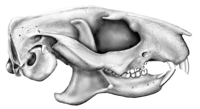 http://lh3.ggpht.com/-mmVo-EM_loc/SkMW6lfpf4I/AAAAAAAAE0c/k8L4y7K0JWo/s640/gomphos-skull-reconstruction.jpg