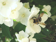 flower..mock orange with bumblebee,jpg