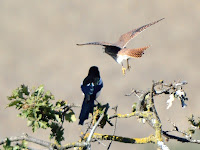 DSC_7801.jpg