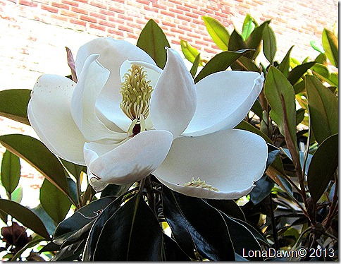 Charlottesville_Magnolia