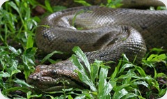 amazon-anaconda_0 amazon-anaconda_0