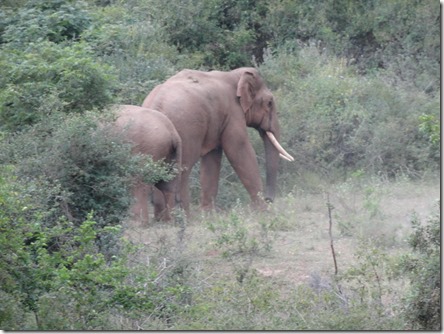 gajah 9
