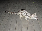 Quite an awesome creature to see up close.