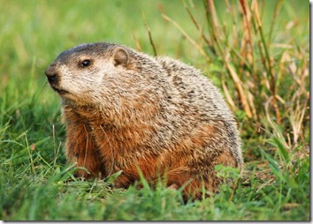 groundhog1