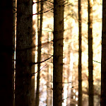fairy tale forest