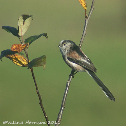 [long-tailed-tit%255B2%255D.jpg]