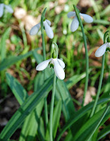 2014 március 1 alcsut redőslevelű hóvirág Galanthus plicatus (15).jpg