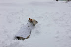 3 I think it's time for a little romp.  Remember how much fun it is to romp in the snow?
