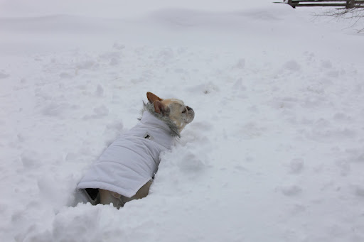 3 I think it's time for a little romp.  Remember how much fun it is to romp in the snow?