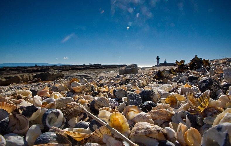 shell-beach-australia-2