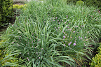 Chives are the smallest edible plant of the onion family and both their stems and flowers can be used as a flavoring or garnish.  The flowers are a very pretty addition to salads.