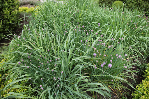 Chives are the smallest edible plant of the onion family and both their stems and flowers can be used as a flavoring or garnish.  The flowers are a very pretty addition to salads.