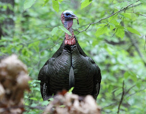 This male Turkey was calling out to his apparent mate, who was on the trail....