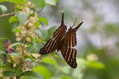 Many-banded Daggerwing NBC Many-banded Daggerwing NBC