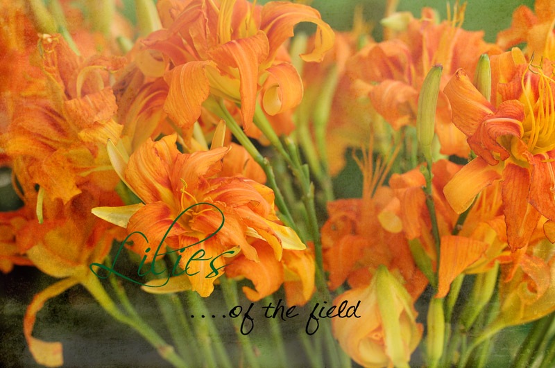 [lilies%2520sz%2520074%255B6%255D.jpg]