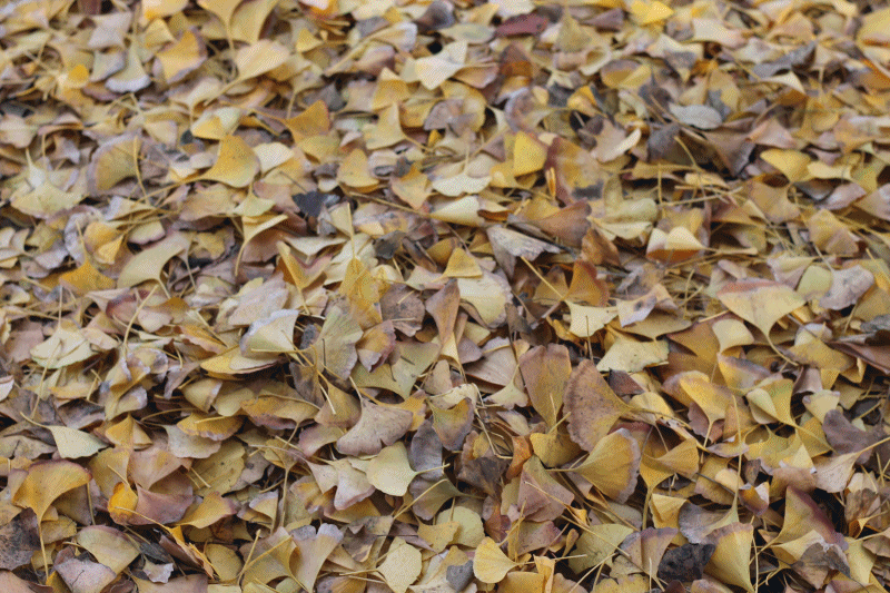 [gardens%2520gif%255B7%255D.gif]