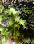 Fissidens sp (1).JPG