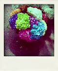 polaroid_flores.jpg