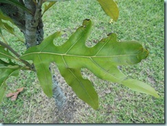 Leaf orange flower