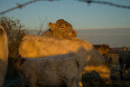 Rinder bei Sonnenaufgang im Teufelsmoor