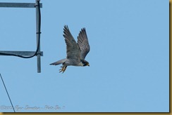 Peregrine Falcon