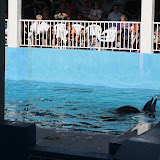 Panama and Winter (from the movie Dolphin Tale)