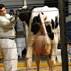 superleite2011_dia1507_217.JPG