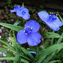 Morning blue