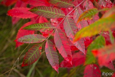 IMG_0492 IMG_0492