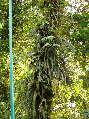 A palm tree that has ferns and vines growing out of it.  The funny thing is that most of the plants growing out of the trees are the same things that we take as houseplants.  They just get MUCH BIGGER in the rainforest.