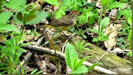 Palm Warbler (4)_thumb_thumb