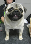 Pug