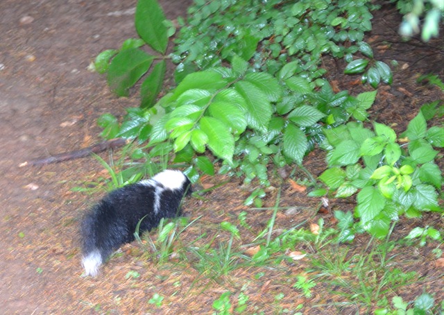 [Party%2520%257E%2520Scones%2520%257E%2520Skunk%2520035%255B4%255D.jpg]