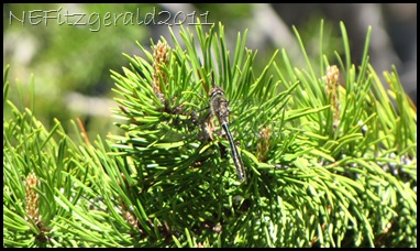 Dragonfly(b) Dragonfly(b)