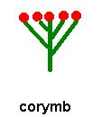 corymb inflorescence corymb inflorescence