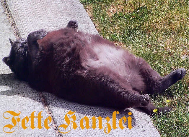 [cats-as-fonts-25%255B3%255D.jpg]