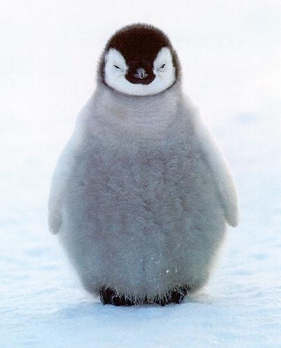 [penguin-chick%255B3%255D.jpg]