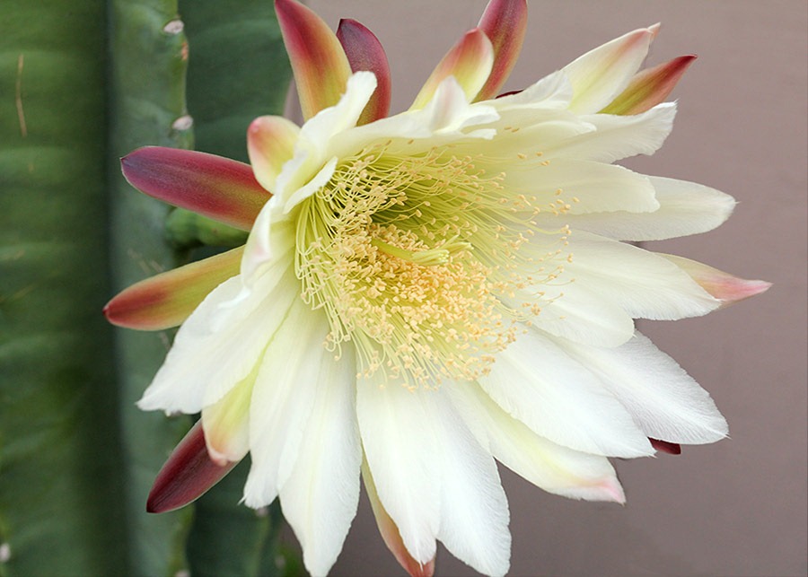 [110816_Cereus-hildmannianus-subsp-hildmannianus-3-flowers_07%255B3%255D.jpg]