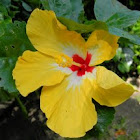 hibiscus