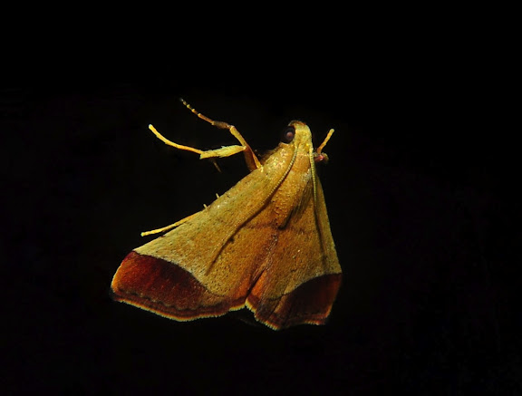 Pyralidae : Pyralinae : Curena externalis WALKER [1866]. Umina Beach (NSW, Australie), 12 octobre 2011. Photo : Barbara Kedzierski