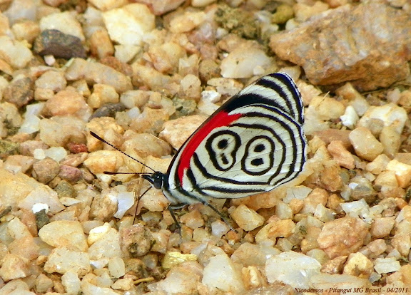 Lépidoptères de Pitangui au Minas Gerais - Diaethria clymena janeira (C. FELDER, 1862). Pitangui (MG, Brésil), 27 avril 2011. Photo : Nicodemos Rosa