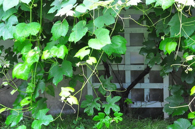 [garden_vines%255B4%255D.jpg]