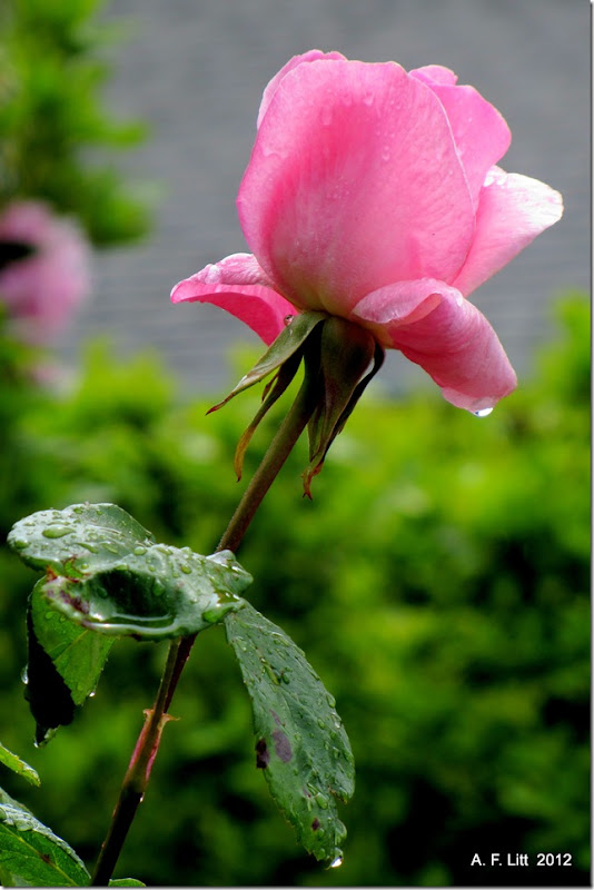 May showers & flowers.  Gresham, Oregon.  May 24, 2012.  Photo of the Day, May 25, 2012.