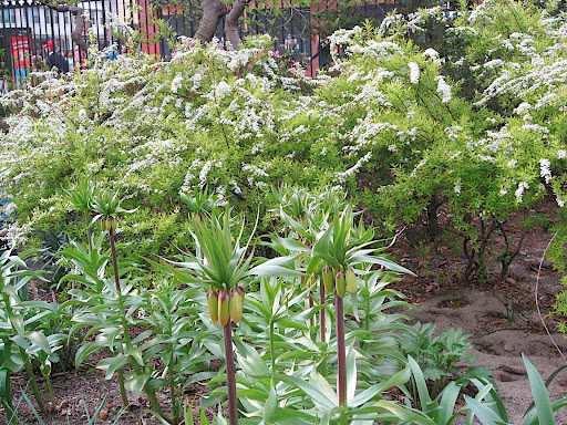 That's spirea in the background but the very vertical plant in the front is Fritillaria imperialis. Though it smells very skunky, it is a really cool bulb with a dramatic floral display. The flowers are still a few weeks away, though.