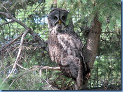 0158 Alberta Calgary - Calgary Zoo The Canadian Wilds - Rocky Mountain Aviary - Great Grey Owl