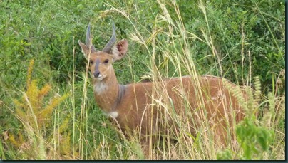 Lake Mburo 050